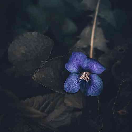  گفتی ا تیر خلاص ح حراص رو همتت بسته نقش بسته لفظ شو کنید